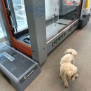 쇼펫 | 시흥 강아지재활｜수중 트레드밀 후기 (말티푸 슬개골 관리)