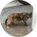파크모텔 | 강원도 영월 서부시장 근처 숙소 동아파크 모텔 ㅣ오래됐지만 위치좋아 갈만한곳 205호 숙박후기