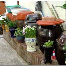 물고기 식당 이미지