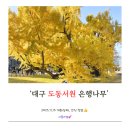 도동유교문화관1 | [대구 달성] 은행나무 예쁜 도동서원 25.11.15 상황, 간식거리, 유교문화관, 주차 정보