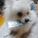 예일동물병원 이미지