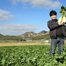 비룡유기농영농조합법인 | 진도 ‘유기농 무’, 식감이 아삭아삭하고 소화에 효능
