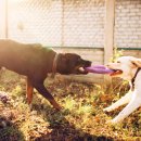 미래애견 이미지