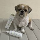 씨에이치디(주) | 강아지 보습제 동물병원 미스트 추천 제품 프루너스 헤어스킨 에센스 사용 후기