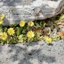 돌담요양병원 이미지