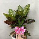 맛담족발 이미지