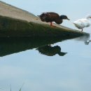 원천오리 이미지