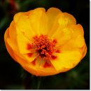 [10월 16일 탄생화] 이끼장미(Moss Rose) 이미지