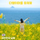 냉천마을 횡단보도 | 남해 다랭이마을 유채꽃 개화 시기 4월 방문 추천 벚꽃과 함께 보기 좋은 남해 봄 여행지
