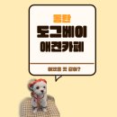 도그베이 동탄호수공원점 | 동탄 신상 애견(강아지) 카페 실내 애견운동장이 제일 넓은<도그 베이>
