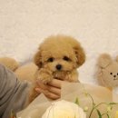 플랜멍 강아지분양 대구본점 이미지