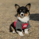 도그앤캣 동물병원 이미지