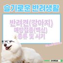 은아 펫 타운 이미지