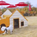 럭셔리하개 이미지