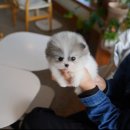 부산강아지분양 테디럽 명지본점 | 식만동강아지분양 안전하게 진행할 수 있던 테디럽