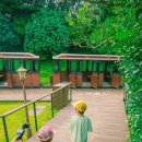 에코i숲어린이집 | [26’ Jeju] 에코랜드 기차여행, 숲이 아이들을 천천히 풀어주었다 | 아이와 제주 에코랜드 후기