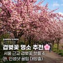 수선화뮤직타운 | [겹벚꽃 명소] 벚꽃 엔딩 아쉬워? 이번 주말 무조건 달려가야 할 겹벚꽃 핫플 4 (ft. 꿀팁 대방출)