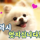 모모 애견미용 이미지