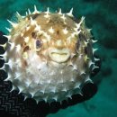 파도복어 이미지