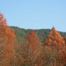 생태원길(배롱나무길) 이미지