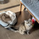 이영수 고양이 병원 이미지