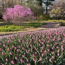 강원도립화목원 | 춘천 벚꽃 명소, 강원도립화목원 실시간 피크닉 추천 장소