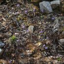 처녀치마 이미지