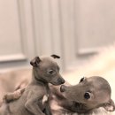 오케이독 이미지