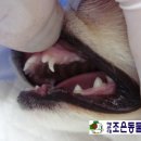 디디동물병원 이미지