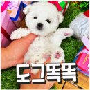 도그뉴스 | 전주에서 믿고 맡긴 강아지 미용, 도그똑똑 방문기