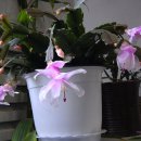 연분홍약국 이미지