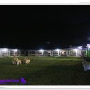 성주허스키켄넬 이미지