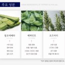 베라아로마