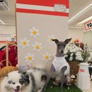 핫도그하우스 | 구미 애견카페 핫도그하우스 l 애카 후기