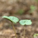 제주각시 이미지