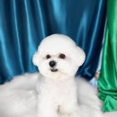 도꾸애견 이미지