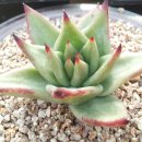 골드킹덤 이미지