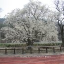 석교초교 이미지