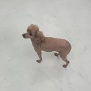 모찌애견샵 이미지