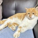 허그미동물병원 | 고양이 털이 빠져요, 피부가 울퉁불퉁해요, 혹시 피부병일까요? 병원 후기 : 오버그루밍, 저온화상 진료기