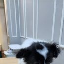 최종주동물병원 이미지