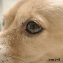 온니애견미용 이미지