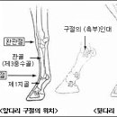 구절 좌상(球節 挫傷) 이미지