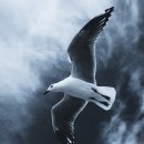 알바트로스 이미지