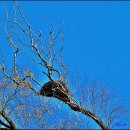 푸른 둥지 이미지