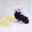 이츠펫온양점