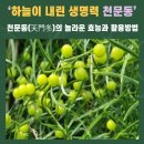 건천식품 | 천문동 재배부터 수확까지! 전남 순천 농가가 알려주는 실전 재배법과 건강 효능 총정리