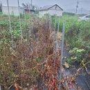 생활속의 조경이야기 이미지