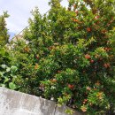 회운정횟집 이미지