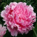 핑크파르페 이미지